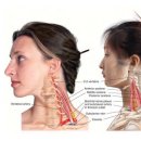 ♤ 전사각근,중사각근,후사각근(SCALENUS ANTERIOR, MEDIUS, POSTERIOR) 이미지