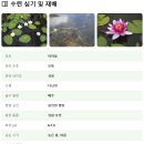 수련(Nymphaea tetragona) 이미지