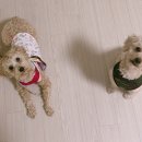 쌀보리야식 이미지