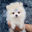 댕댕 일번가 이미지