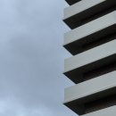 Brown Dog | 호주 시드니여행4🇦🇺🦘🐨