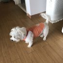 핫!Dog 이미지