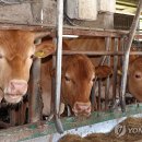 한미축산 연합뉴스