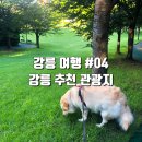 동해-단속-04 | 강릉 여행 #04 | 강릉 추천 관광지 | 강릉 남산공원...강문해변, 모모하우스 후기 feat. 반려견 동반 여행