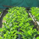 가곡농장 이미지