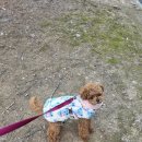 아이앤독 이미지