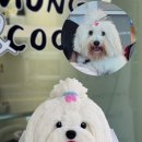 멍멍앤쿡 이미지