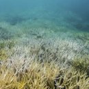 백화가스 이미지