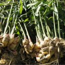 생강부엌 이미지