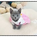 목감의아침 | 목감고양이분양 후기 목감에서 시작된 조용한 변화, 고양이가 채워준 일상