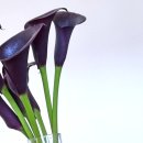 엠지에이 이미지