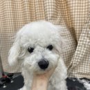 댕데이지 이미지