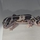 (주)화이트아웃 이미지