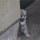 빼꼼 이미지