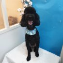 애견샵 컬리독 이미지