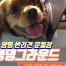 댕댕아리 이미지