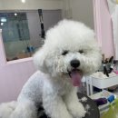 천사펫하우스 이미지