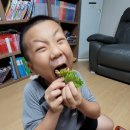 바로돼지 이미지