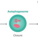 Re: Mechanisms of neuronal homeostasis: autophagy in...
