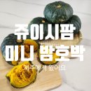 [미니 단호박] 쥬이시팜 제주 미니 밤호박 후기