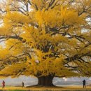 원주시 관광안내소 | 원주 반계리 은행나무 실시간 명소 정보와 주차 팁까지 한눈에!