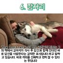 왈왈그루밍 이미지