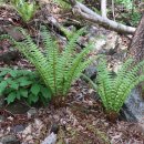 추곡농장 | 사명산 등로에는 노란색 물감이 뿌려져 있었다