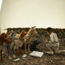 러브독스 이미지