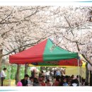군산종합경기장의 벚꽃축제 풍경 이미지