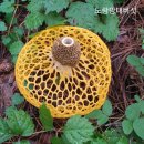 백일홍상사 이미지