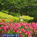 하늘숲어린이집 | 서울 봄꽃 명소 연희숲속쉼터 튤립 실시간 개화상황 위치 대중교통 주차장