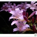 아름다운강산 이미지