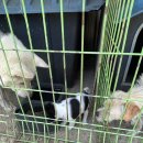 아루보리 이미지