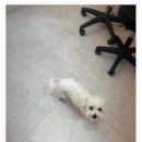 요크독애견샵 | 아이 마음까지 편안한 미용 천안애견미용샵 소울독 후기