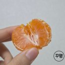 연서농장 | 고당도 타이벡감귤 로얄과 귤10KG 택배 주문 솔직 후기