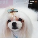 순이살롱 이미지