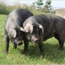 제주흑돼지 이미지