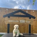 방도리 108 | [광주여행] 애견 독채펜션 방도리108 1박2일 후기 🐶
