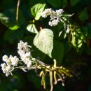 히말라야, 랑탕국립공원의 꽃들 - 산떡쑥 이미지