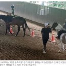 세종시장군승마장 이미지