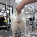 반려견 이해하기(펫) 이미지