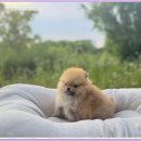 광주 강아지분양 고양이분양 어반펫 광주본점 이미지