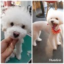 언니네 펫 이미지