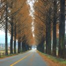 순창 메타세콰이어길 이미지