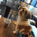 맘앤독스 이미지