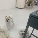 윌리하니 그루밍 이미지