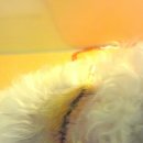 페트로동물의료원 이미지