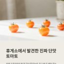 애플휴게소 | 스윗팡팡 플러스 애플토마토 휴게소에서 만난 진짜 단맛 토마토 후기