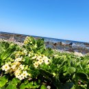 해파랑길 14코스(20250426)포항 이미지