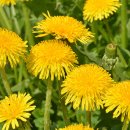 대지의 비상 이미지